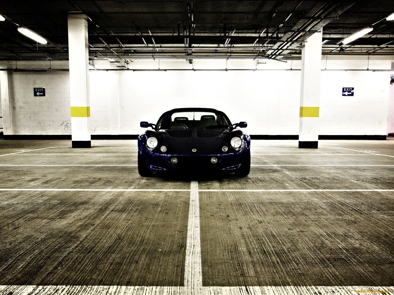 , lotus